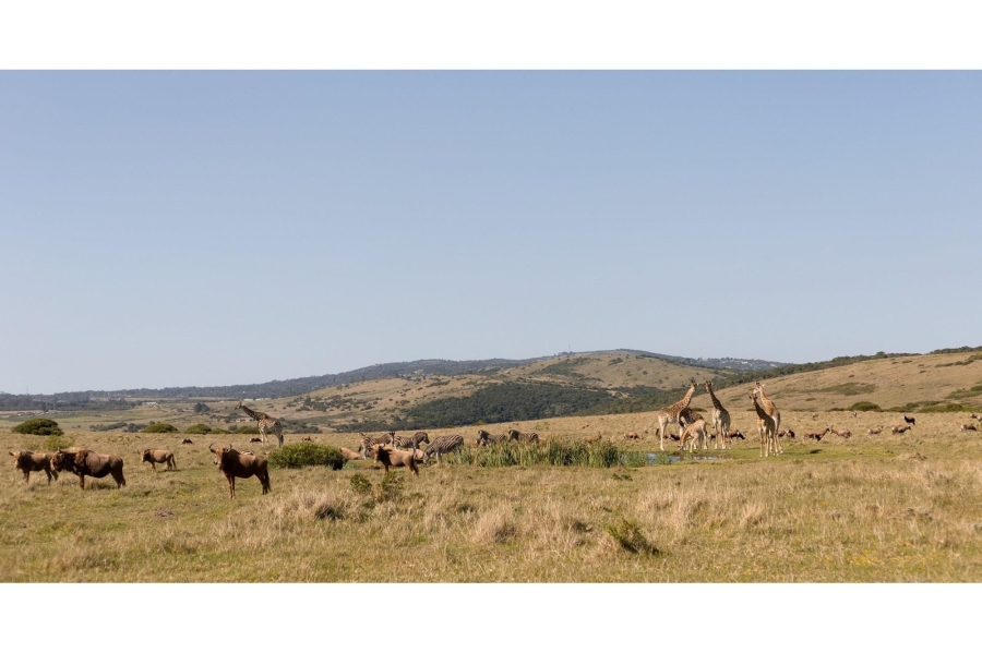 0 Bedroom Property for Sale in Royalston Residential Estate and Wildlife Reserve Eastern Cape
